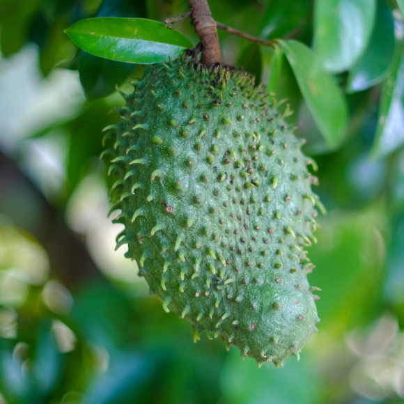 Imagem Muda de Alta Qualidade