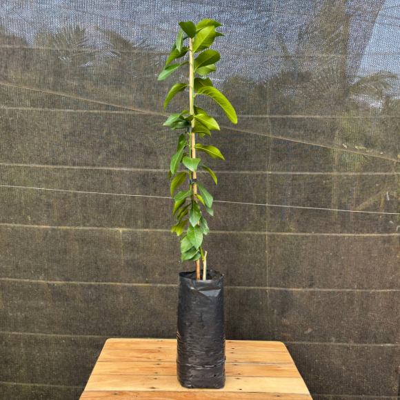 Imagem Muda do Limão Yuzu