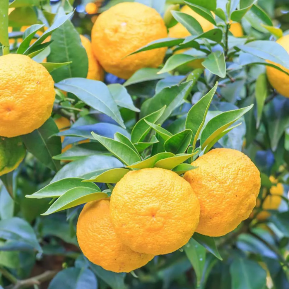 Imagem Fruto do Limão Yuzu