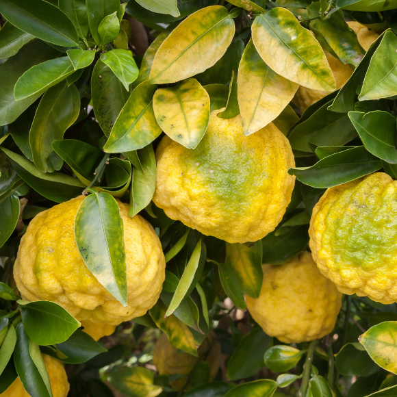 Imagem Muda de Alta Qualidade