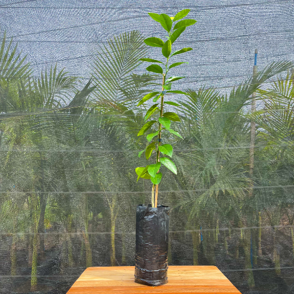 Imagem Muda do Lim&atilde;o Cravo