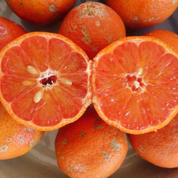 Imagem Fruto do Lim&atilde;o Cravo