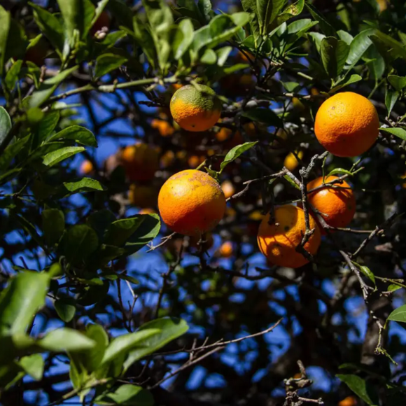 Imagem Muda de Alta Qualidade