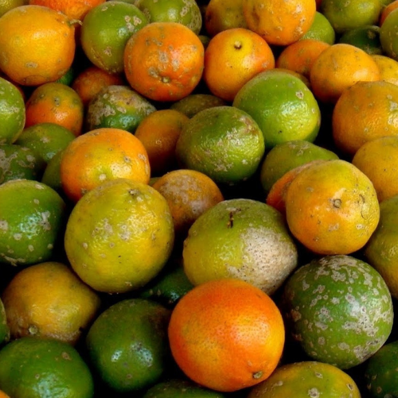 Imagem Fruto do Lim&atilde;o Cravo