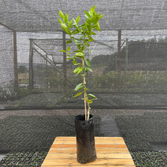 Imagem Muda do Lim&atilde;o Galego