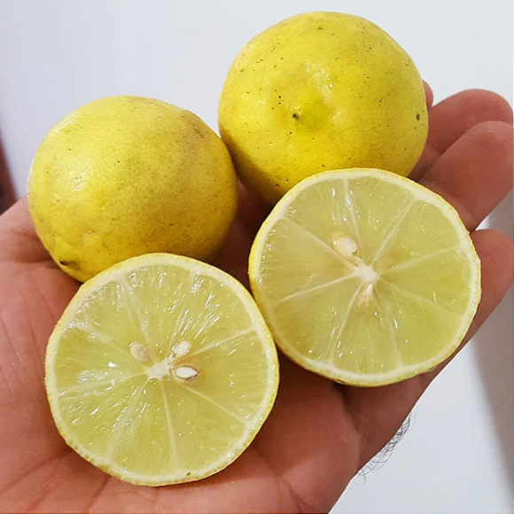 Imagem Fruto do Lim&atilde;o Galego