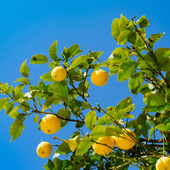 Imagem Fruto do Lim&atilde;o Galego