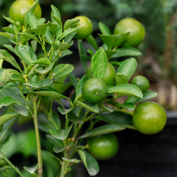 Imagem Muda de Alta Qualidade