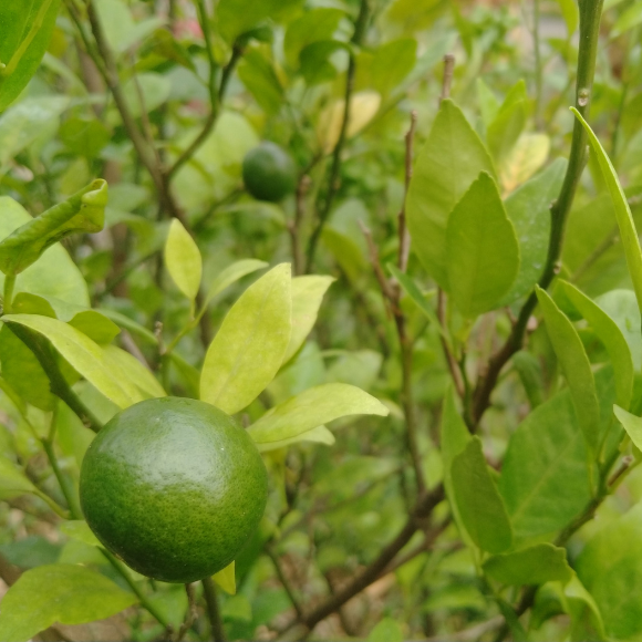 Imagem Fruto do Lim&atilde;o Galego