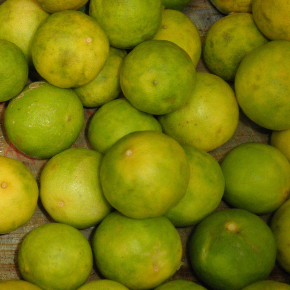 Imagem Fruto do Lim&atilde;o Galego