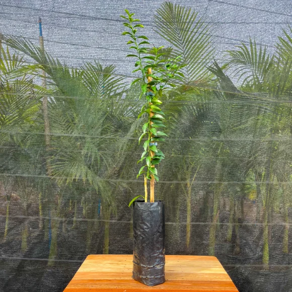 Imagem Muda do Limão Cravinho