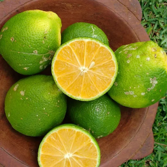 Imagem Fruto do Limão Cravinho