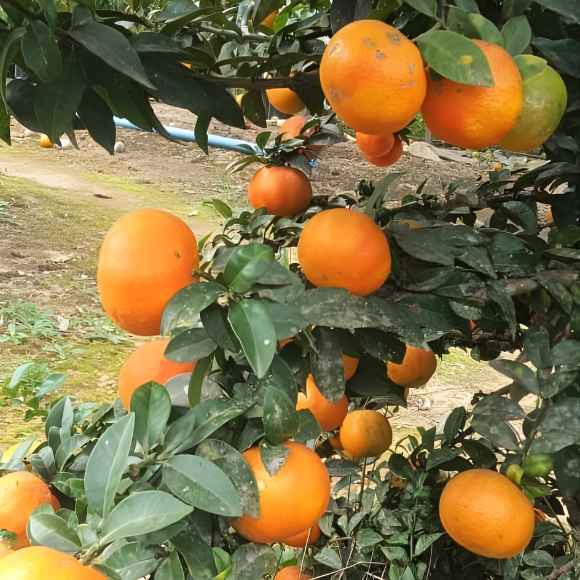 Imagem Muda de Alta Qualidade