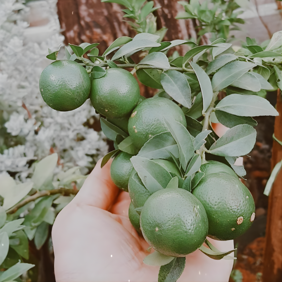 Imagem Limão Cravinho