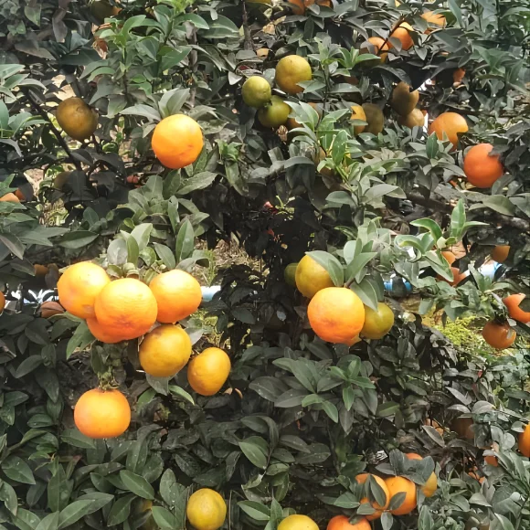 Imagem Fruto do Limão Cravinho