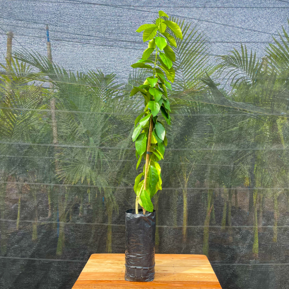 Imagem Muda do Lim&atilde;o Siciliano