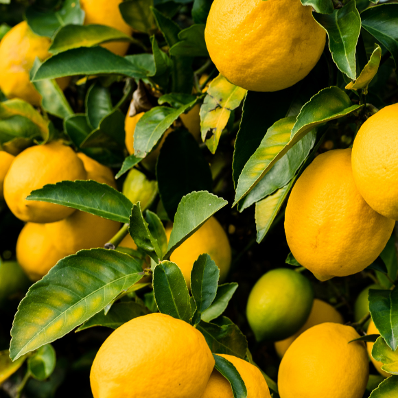 Imagem Muda de Alta Qualidade