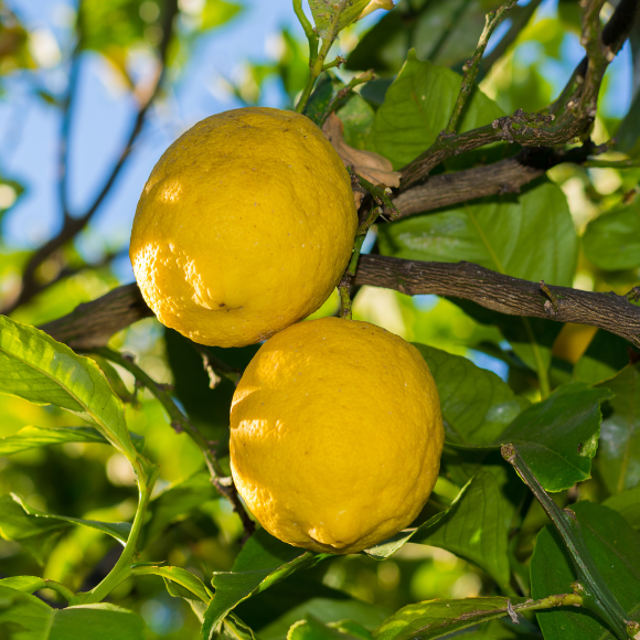 Imagem Lim&atilde;o Siciliano
