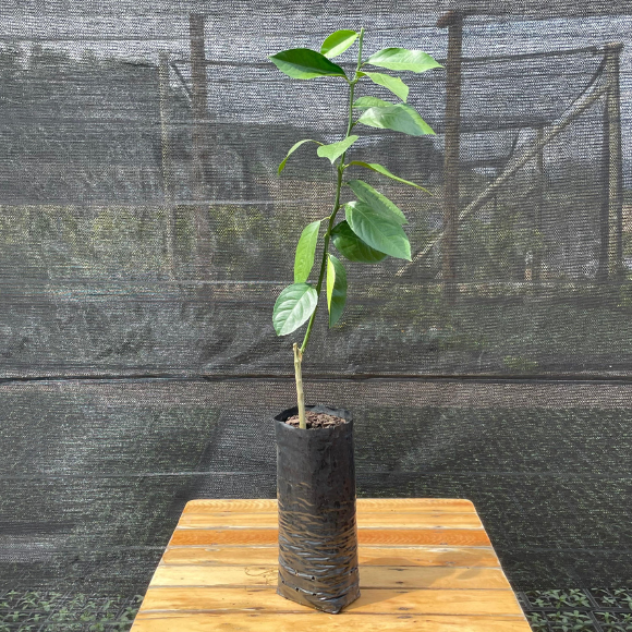 Imagem Muda do Lim&atilde;o Meyer