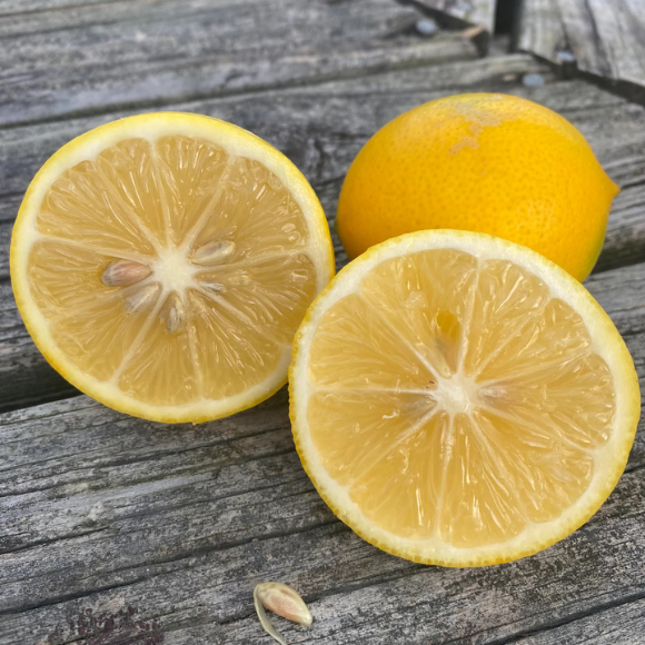 Imagem Fruto do Lim&atilde;o Meyer