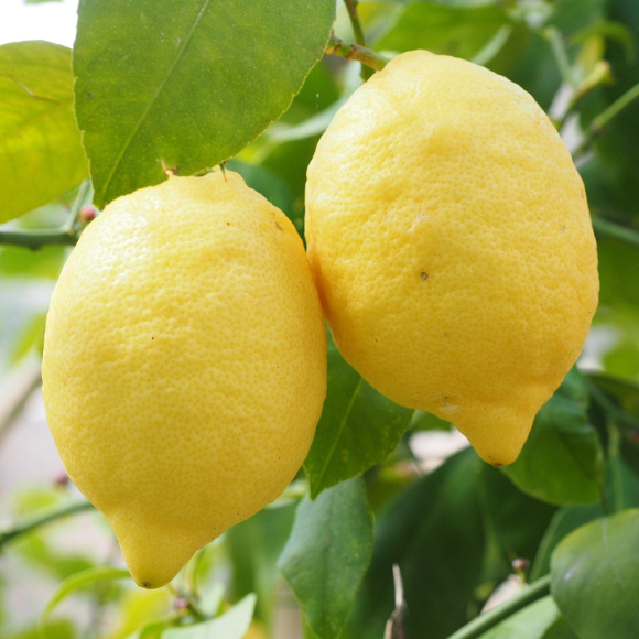 Imagem Fruto do Lim&atilde;o Doce