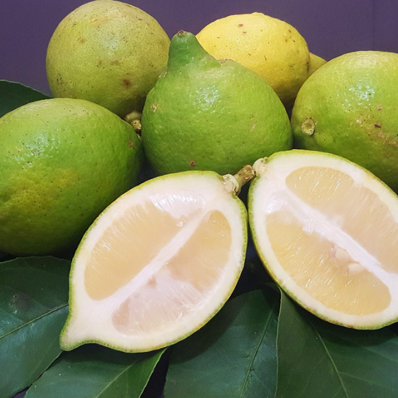 Imagem Fruto do Lim&atilde;o Doce