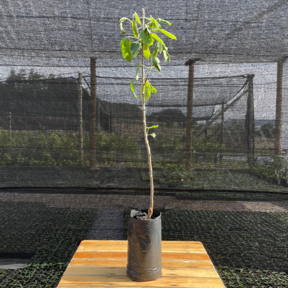 Imagem Muda da Ma&ccedil;&atilde; Ana