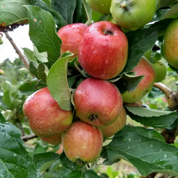 Imagem Muda de Alta Qualidade