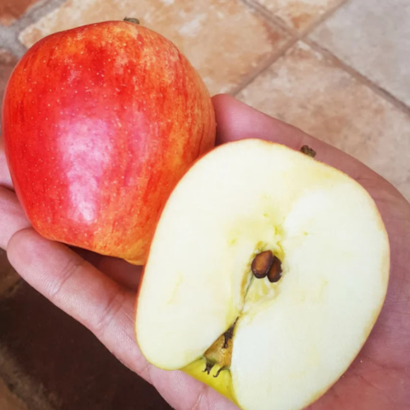 Imagem Fruto da Ma&ccedil;&atilde; Ana