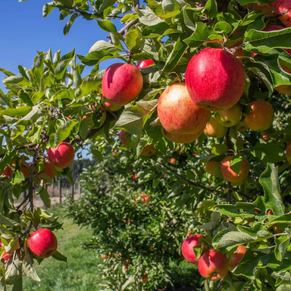 Imagem Fruto da Ma&ccedil;&atilde; Ana