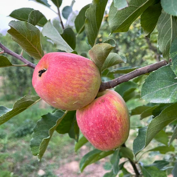 Imagem Fruto da Ma&ccedil;&atilde; Ana