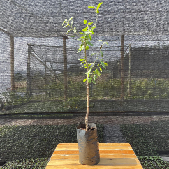 Imagem Muda da Ma&ccedil;&atilde; Fuji