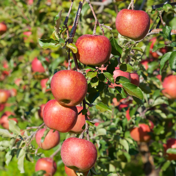 Imagem Muda de Alta Qualidade