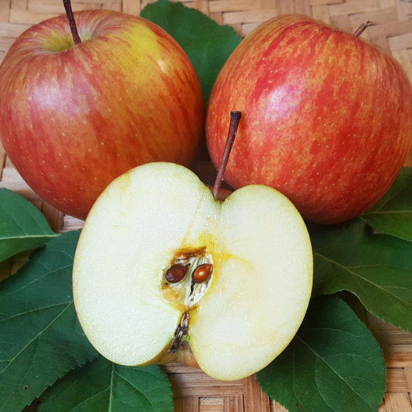 Imagem Fruto da Ma&ccedil;&atilde; Fuji