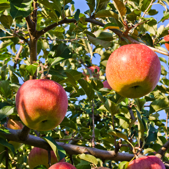 Imagem Fruto da Ma&ccedil;&atilde; Fuji