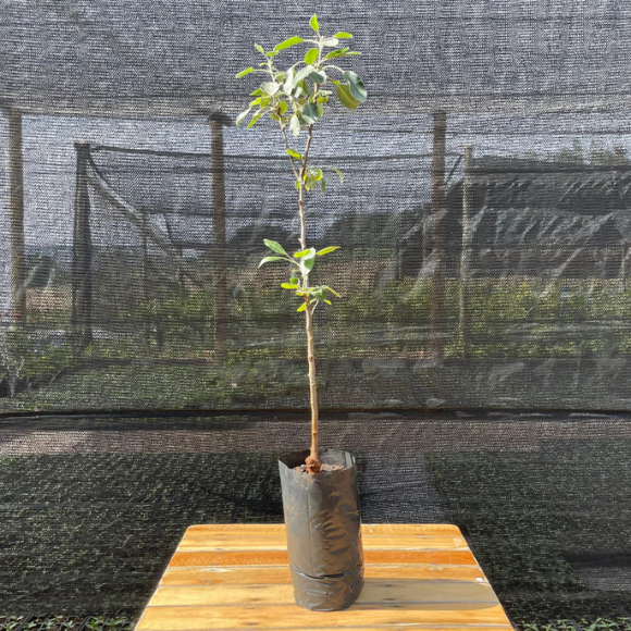 Imagem Muda da Ma&ccedil;&atilde; Eva