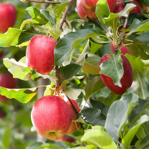 Imagem Muda de Alta Qualidade