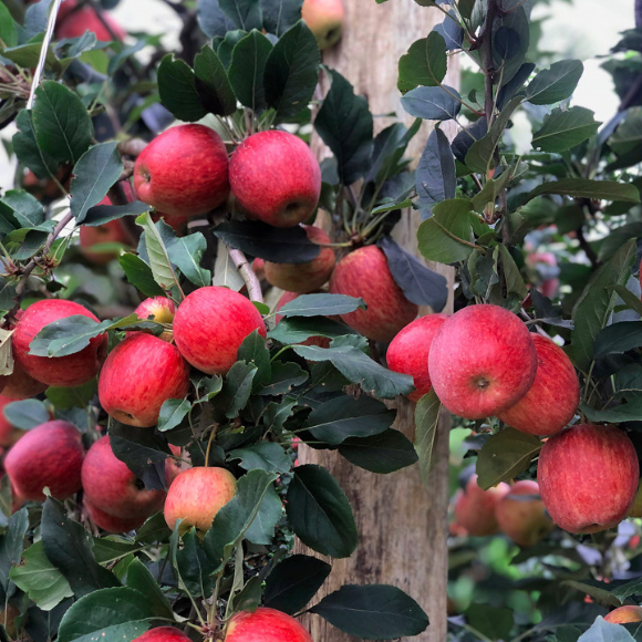 Imagem Fruto da Ma&ccedil;&atilde; Eva