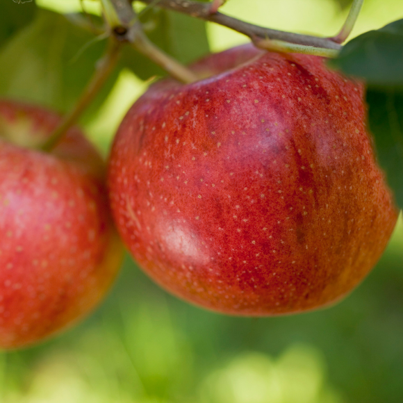 Imagem Fruto da Ma&ccedil;&atilde; Gala
