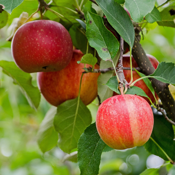 Imagem Muda de Alta Qualidade