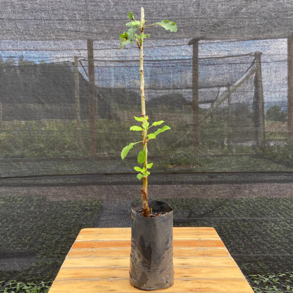 Imagem Muda da Ma&ccedil;&atilde; Princesa