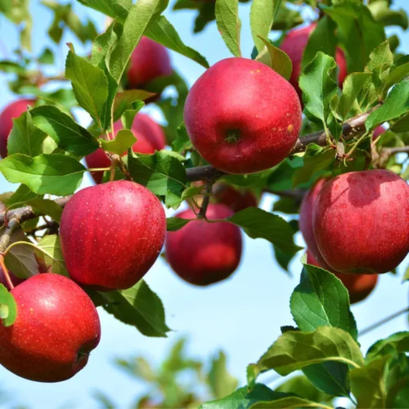 Imagem Fruto da Maçã Julieta