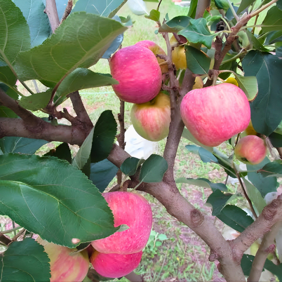 Imagem Fruto da Maçã Julieta