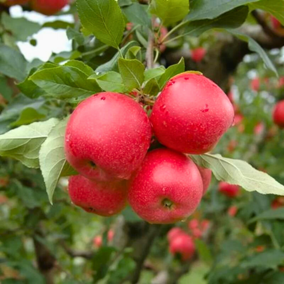 Imagem Fruto da Ma&ccedil;&atilde; Princesa