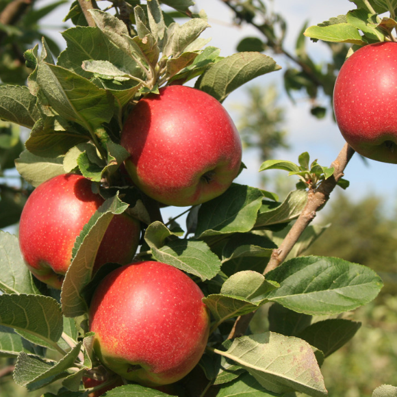 Imagem Muda de Alta Qualidade