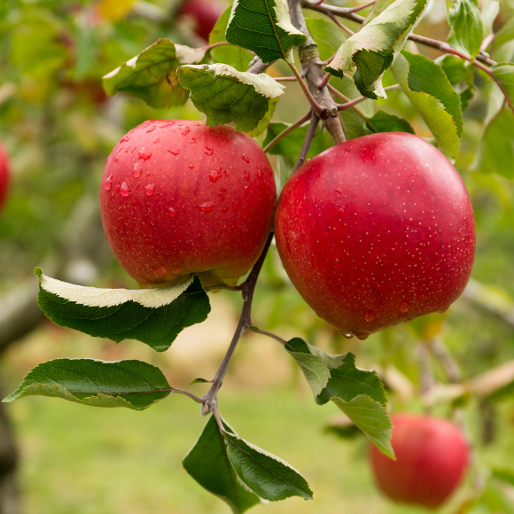 Imagem Fruto da Ma&ccedil;&atilde; Princesa