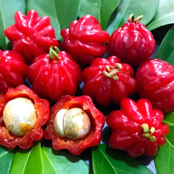 Imagem Fruto da Pitanga