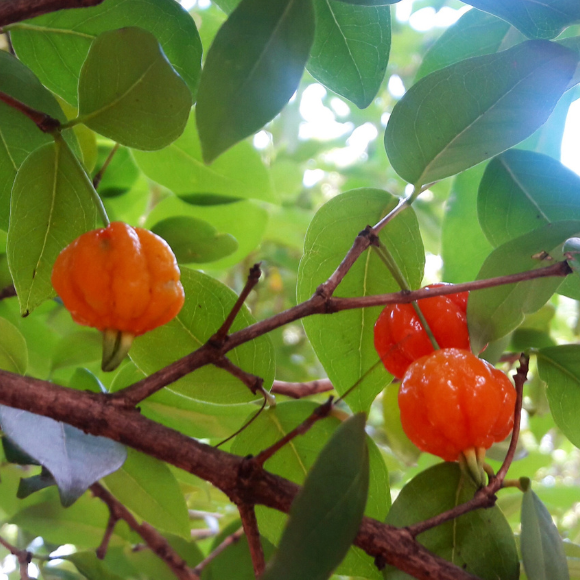 Imagem Fruto da Pitanga