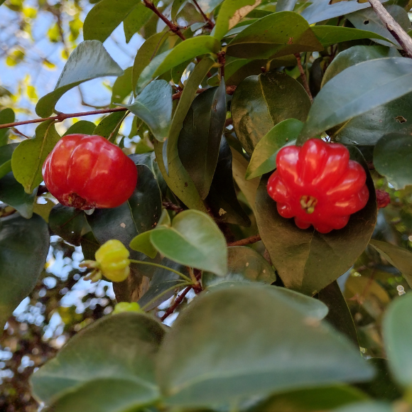 Imagem Fruto da Pitanga