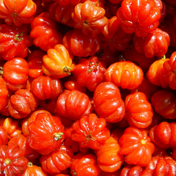 Imagem Fruto da Pitanga